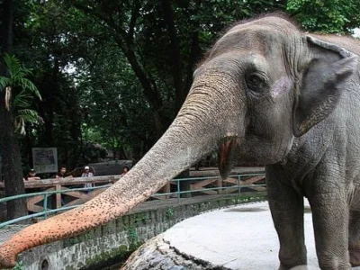 菲律宾最孤独大象去世
