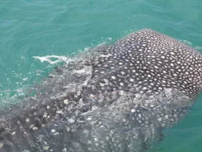 高龙岛海域惊现鲸鲨
