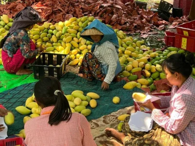 缅甸水果出口难，内销滞销，如何“变中求变”？