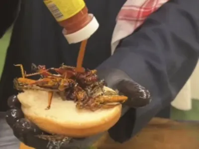 秘制“蝗虫汉堡”在沙特大受欢迎，每个售价7.5沙特里亚尔
