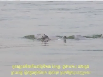 柬埔寨发现新生海豚，为今年第三头！