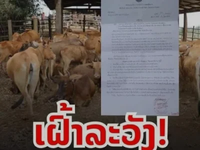 警告！老挝南部占巴塞出现牛传人炭疽病，有三人中招，当局封锁动物运输出县城