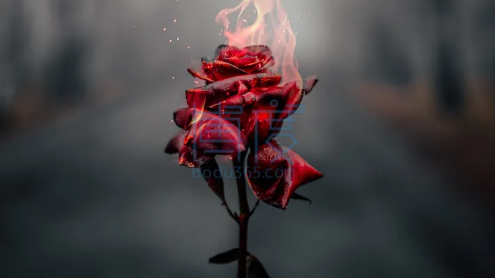 burning-rose-red.jpg