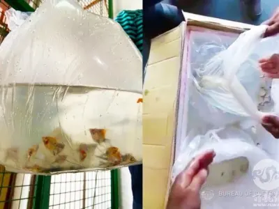 菲律宾宿务海关局查获14公斤未经申报活观赏鱼