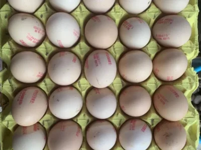 反诈骗警示印在鸡蛋上 海南万宁警方推出“反诈蛋”