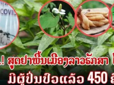 老挝宣布将生产治疗新冠草药胶囊