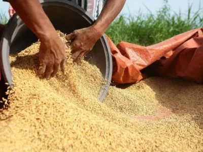 菲律宾稻米价格低于生产成本，农民受苦