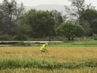 菲律宾农业部无法购买当地稻米