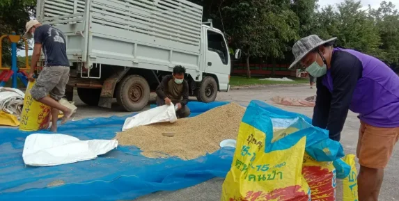 泰国米价大跌！一公斤香米收购价，比一袋泡面还便宜！