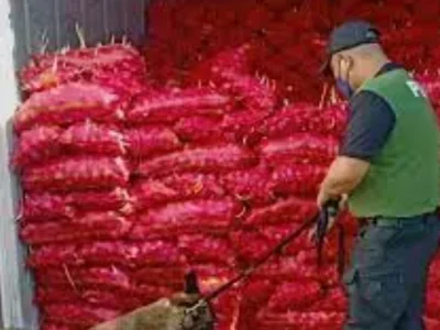菲律宾参议院下周开始调查大规模农产品走私