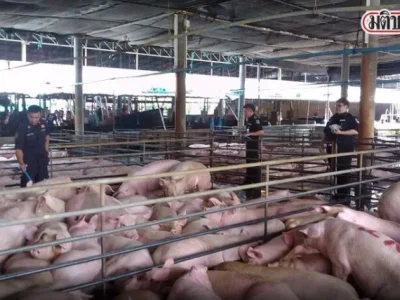 泰国出现非洲猪瘟疫情？农业部副部长：尚待核实