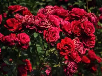 情人节期间，越南大叻玫瑰花价格增加了1-2倍