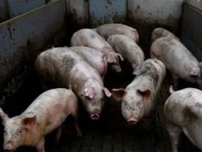 菲农业部呼吁民众在圣周期间避免跨地区运送猪肉产品