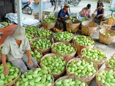 由于受中国市场销售影响，越南芒果价格暴跌，种植者赔钱