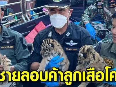 4只小老虎获救！泰国男子走私野生动物被捕，违禁物价值逾200万铢......