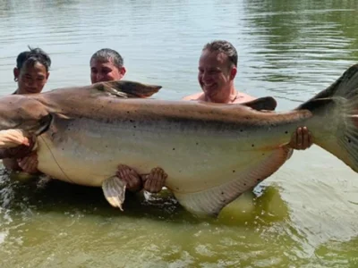 2米长、190多公斤重，男子在泰国度假时钓到一条巨型鲶鱼