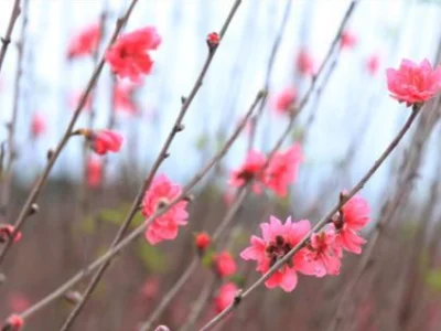 越南春节中的桃花，会带来桃花运吗？
