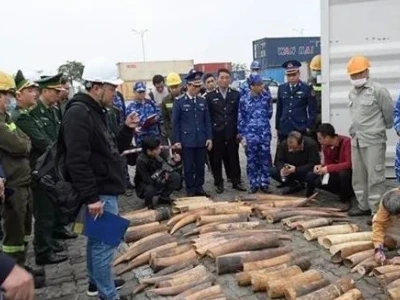 越南海防港：集装箱内发现 近半吨走私象牙