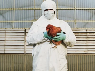 柬埔寨女孩感染禽流感身亡