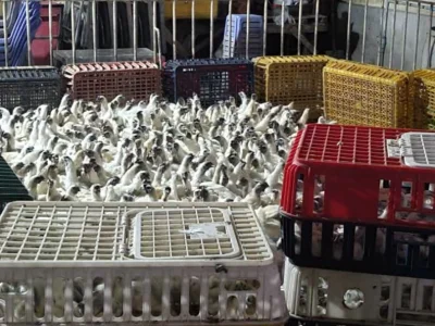 从越南走私近两千只活鸡，一面包车遭柬执法人员拦截！