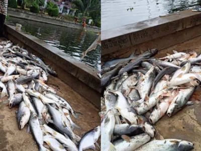 柬埔寨一寺庙池塘，惊现大量巴沙鱼不明原因死亡！