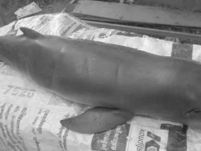 柬埔寨一小河豚被渔网困住，不幸死亡！