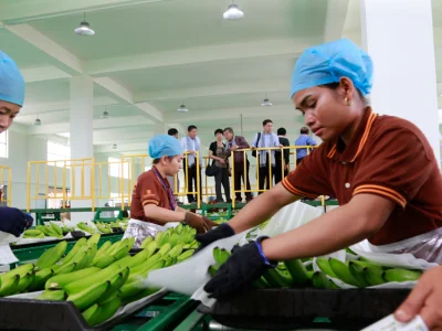 柬埔寨香蕉出口暴跌近25%
