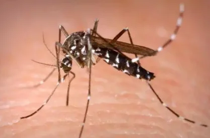 高山省基孔肯尼亚热病例达672例，世卫警告蚊虫传播疾病或全球大暴发