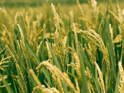 国家粮食局确定新稻米收购价格