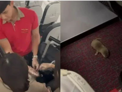 中国乘客在曼谷-台北航班上走私大量活体动物被抓，有老鼠、水獭、蛇、缅甸星龟等
