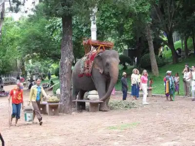 63岁！柬埔寨最长寿网红大象去世