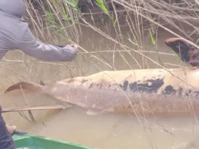 柬埔寨上丁省发现1只河豚死亡